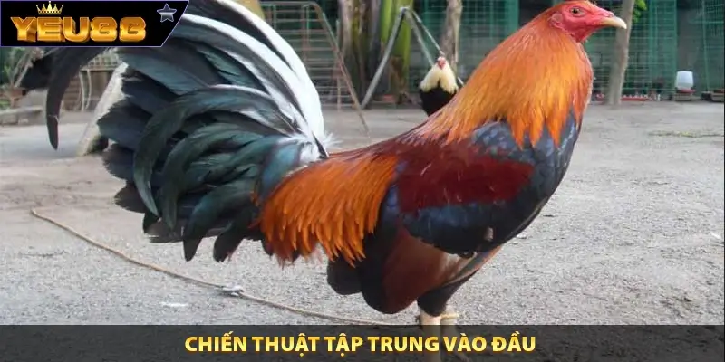 Chiến thuật tập trung vào đầu