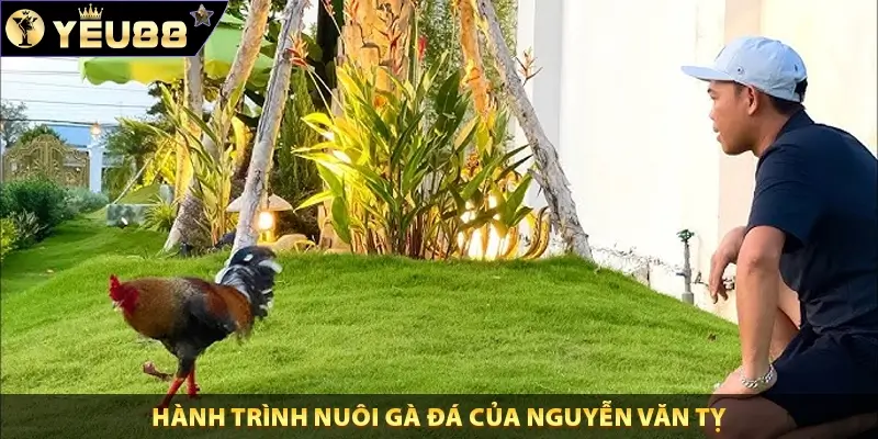 Hành trình nuôi gà đá của Nguyễn Văn Tỵ