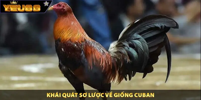 Khái quát sơ lược về giống Cuban